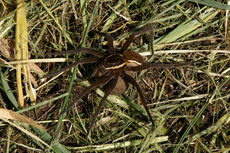Dolomedes_fimbriatus_D5102_Z_88_Canal du Nivernais_Frankrijk.jpg